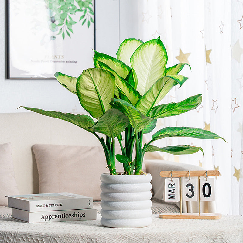 BloomBox | Vasi per piante da appartamento