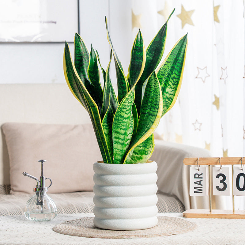 BloomBox | Vasi per piante da appartamento