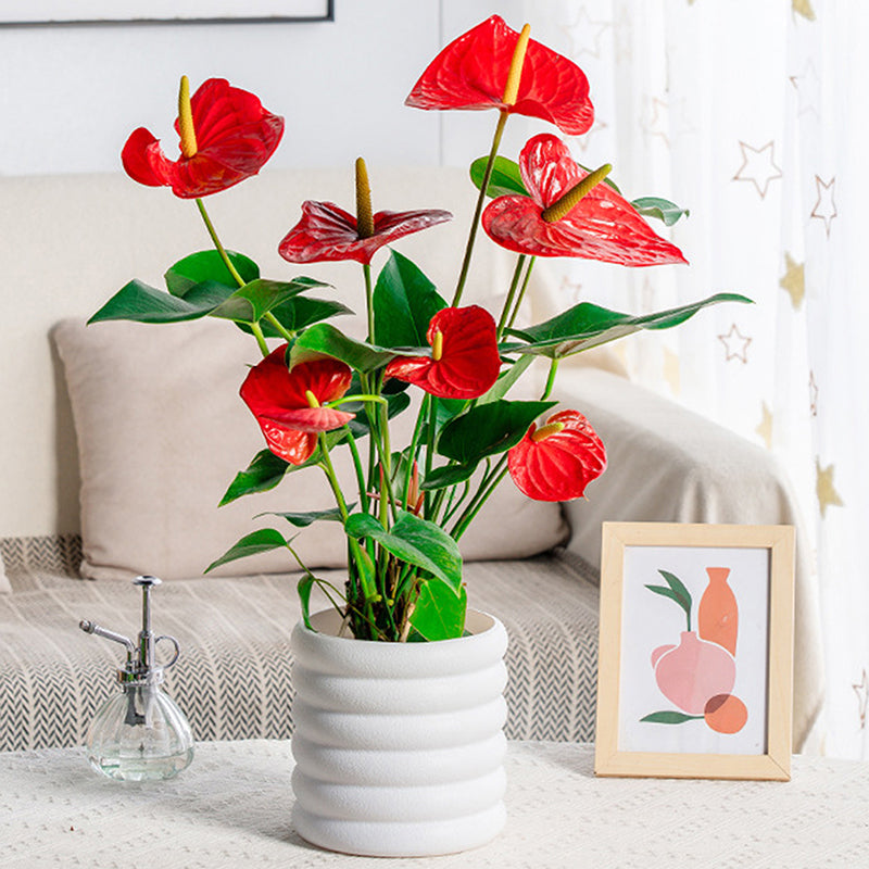 BloomBox | Vasi per piante da appartamento