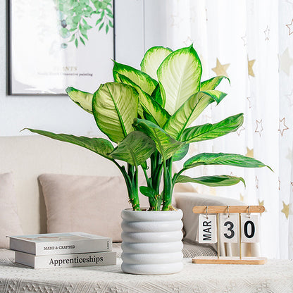 BloomBox | Vasi per piante da appartamento