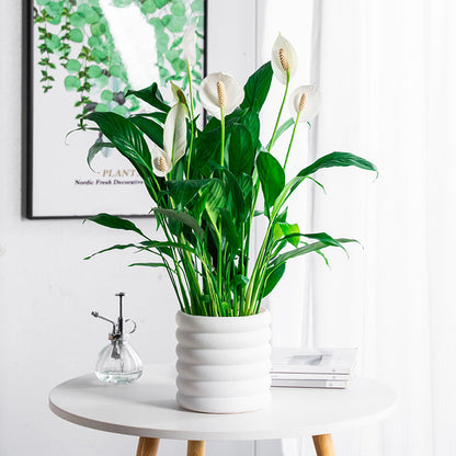BloomBox | Vasi per piante da appartamento