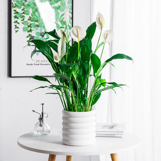 BloomBox | Vasi per piante da appartamento